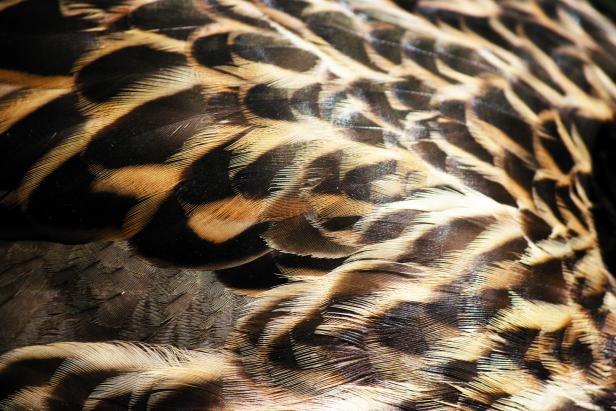 Closeup feather detail of mallard duck
