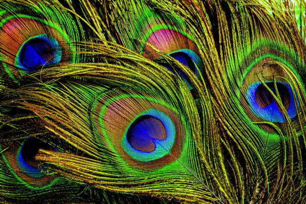 macro peacock feathers,Peacock feathers close-up