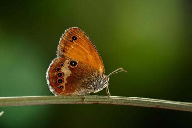 Ein orange-brauner Schmetterling mit Augenflecken sitzt auf einem grünen Halm vor unscharfem Hintergrund.