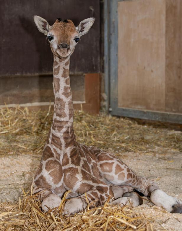 Giraffenbaby sitzt im Stroh