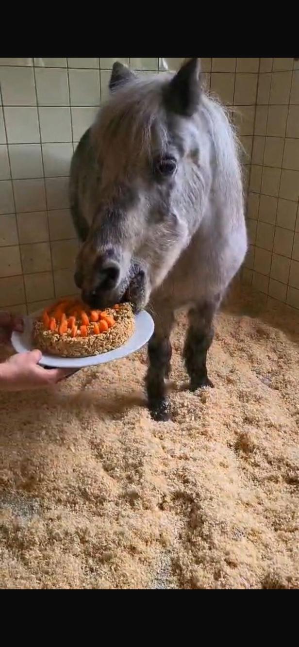 Die Karottentorte zum Geburtstag scheint Grelli zu schmecken.