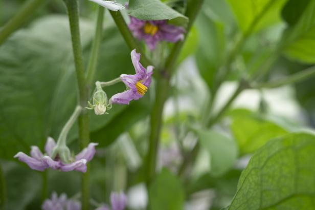 Nahaufnahme von lila Blüten mit gelben Staubgefäßen an grünen Pflanzenstängeln und Blättern.