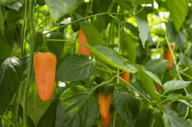 Orange Snack-Paprika wachsen an grünen Pflanzen im Gewächshaus von Lisa Thell im burgenländischen Seewinkel.