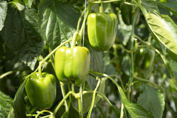 Grüne Blockpaprika wachsen an den Pflanzen im Gewächshaus des Gemüsebetriebs Thell in Pamhagen im Seewinkel.