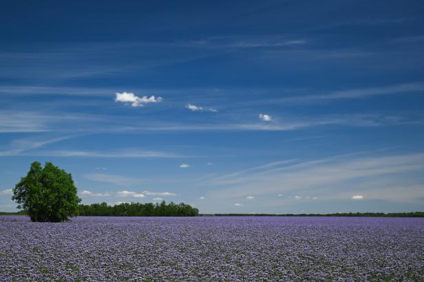 Flowers bloom in Hajduszoboszlo