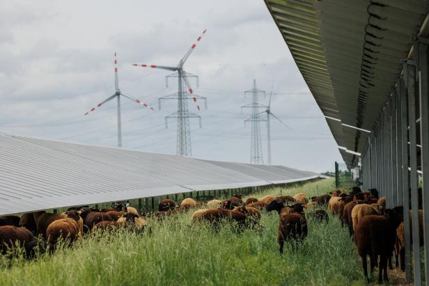 Super-Hybrid-Park von Püspök in Nickelsdorf mit Schafen zwischen PV-Modulen.