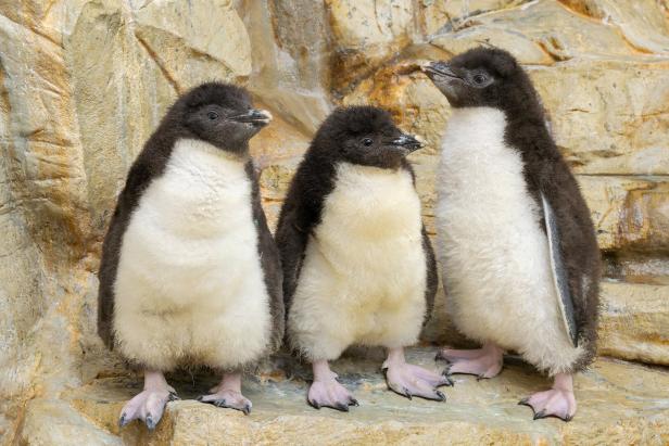 ++ HANDOUT ++ NACHWUCHS BEI DEN NÖRDLICHEN FELSENPINGUINEN IM WIENER ZOO SCHÖNBRUNN