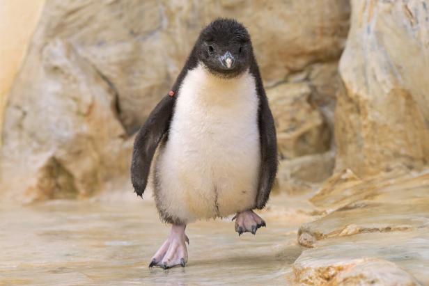++ HANDOUT ++ NACHWUCHS BEI DEN NÖRDLICHEN FELSENPINGUINEN IM WIENER ZOO SCHÖNBRUNN