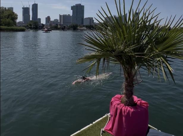 Palme auf einem Steg, Schwimmer in der Alten Donau, dahinter Wiens Skyline bei Sonnenschein.