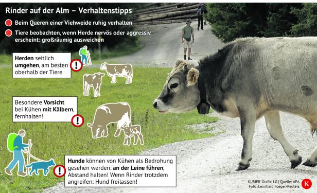 Eine Kuh steht auf einer Almwiese, Wanderer und ein Hund sind auf einem Weg, dazu Verhaltenstipps im Umgang mit Rindern.