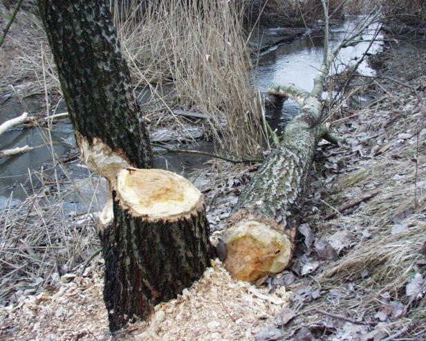 Ein Baumstamm liegt gefällt am Boden, mit deutlichen Nagespuren von Bibern am Stumpf und umgebender Natur.