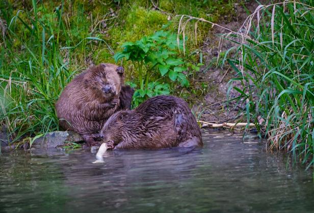Biber couple on the riverbank