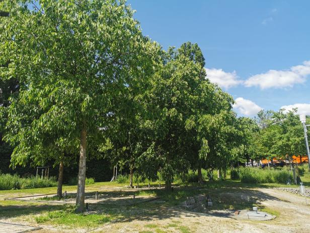 Der Zürgelbaum
