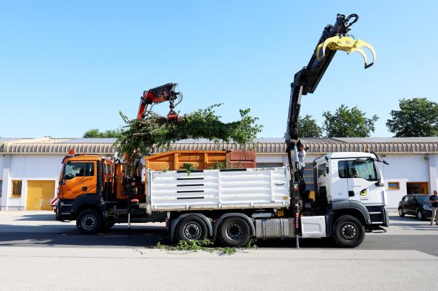 Zwei Lastwagen mit Greifarmen verladen große Äste und Zweige auf einer Straße vor einem Gebäude.