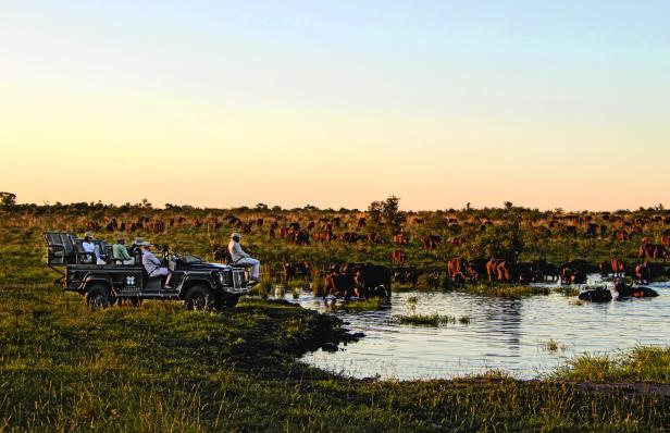 Ein Safarifahrzeug mit mehreren Personen steht an einem Wasserloch, an dem zahlreiche Büffel trinken und grasen.