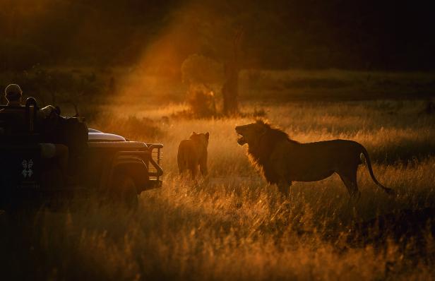 Ein Safarifahrzeug steht im hohen Gras, während zwei Löwen in der goldenen Abendsonne vorbeigehen.