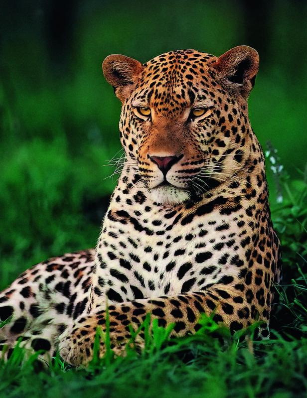 Ein Leopard liegt im grünen Gras und blickt aufmerksam nach vorne.