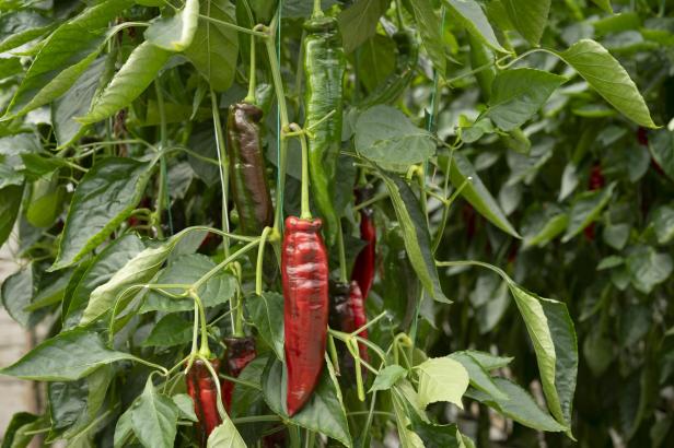 Spitzpaprika in verschiedenen Reifestadien an grünen Pflanzen im Gewächshaus.