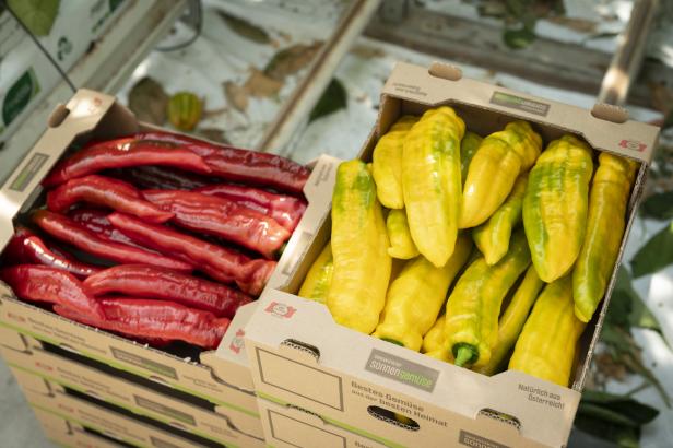 Frisch geerntete rote und gelbe Spitzpaprika aus dem Seewinkel liegen sortiert in Kisten des Betriebs von Michael Unger.
