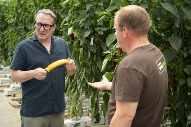 Robert Palfrader und Michael Unger im Gewächshaus in Pamhagen, während Palfrader einen gelben Spitzpaprika begutachtet.