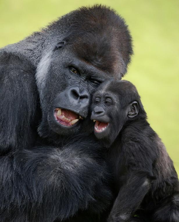 Ein großer Gorilla hält ein Jungtier im Arm, beide haben die Münder offen und wirken fröhlich.