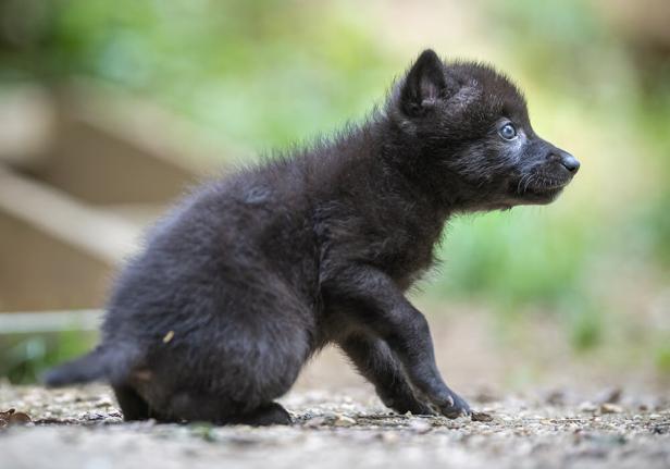 Wolfwelpe