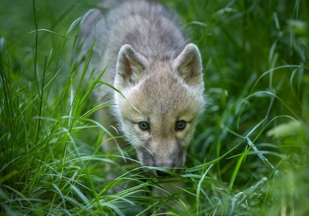 Wolfwelpe