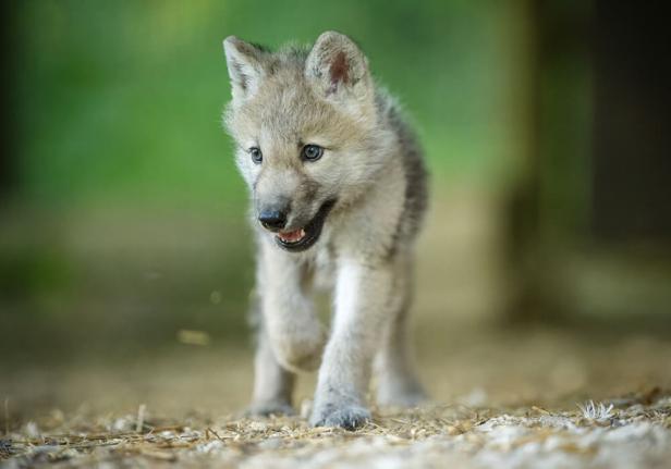 Wolfwelpe