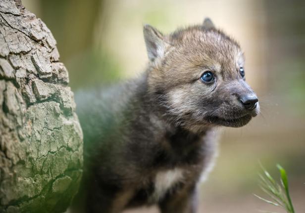 Wolfwelpe