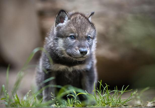 Wolfwelpe