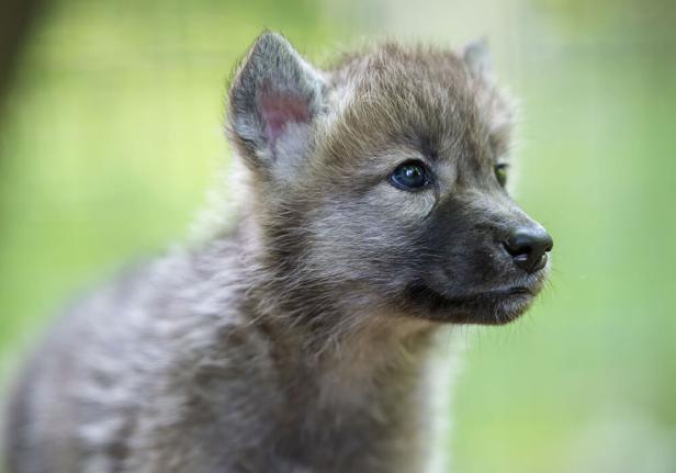 Wolfwelpe