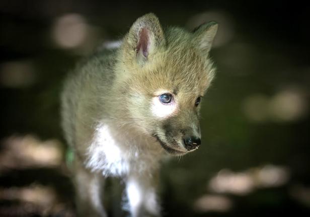 Wolfwelpe