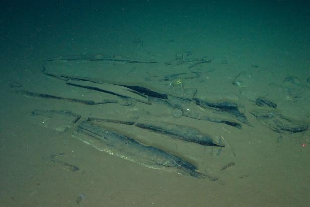 CHINA-SCIENCE-WHALE-GRAVEYARD