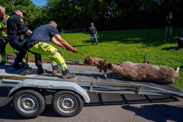 NORWAY-WILDLIFE-OSLO-MOOSE