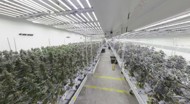 Rund 10.000 Pflanzen wuchsen in der Halle. 