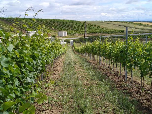 Agri-PV Zistersdorf
