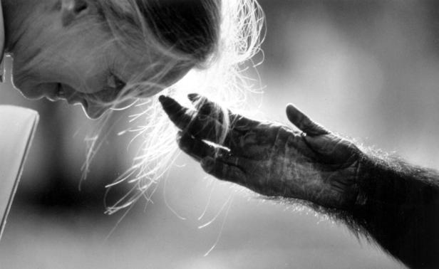Jane Goodall beweist Geduld: Es brauchte seine Zeit, bis ihr die Primaten vertrauen. 