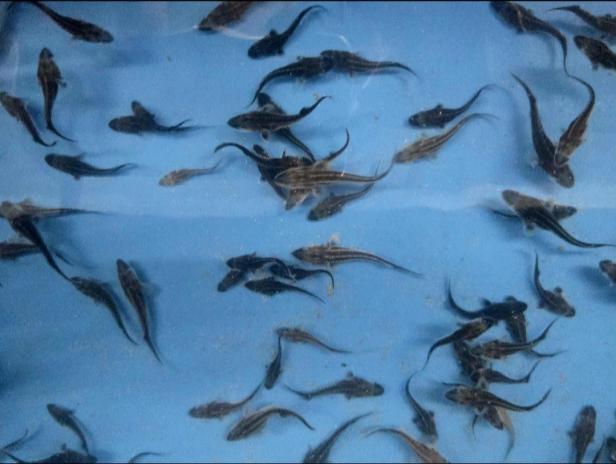 Babybecken im Aufzuchtschiff.