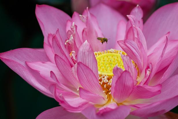 Lotus season in Vietnam