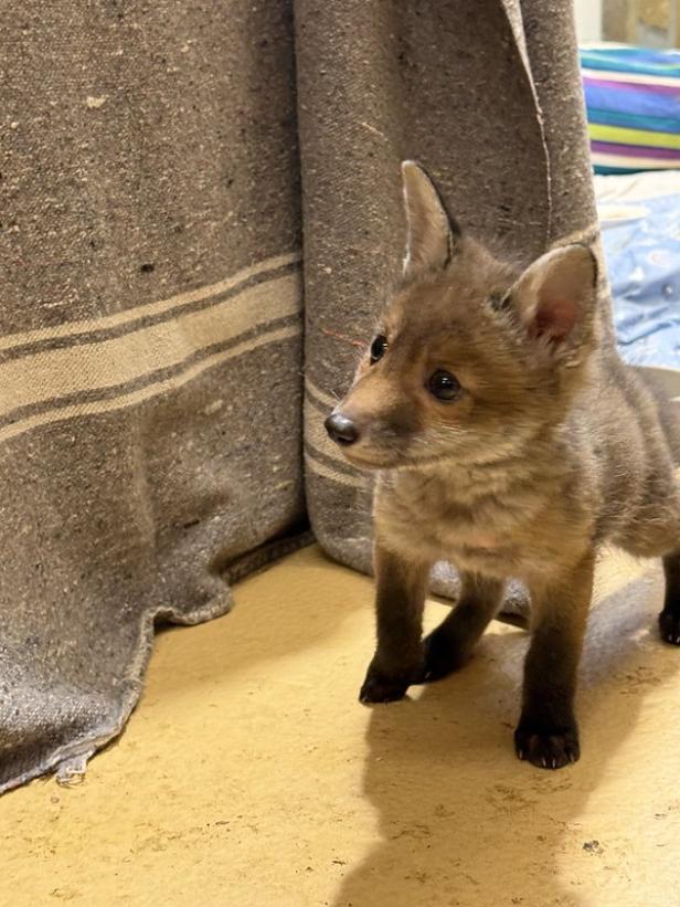 Ein Fuchsbaby muss aufgepäppelt werden.