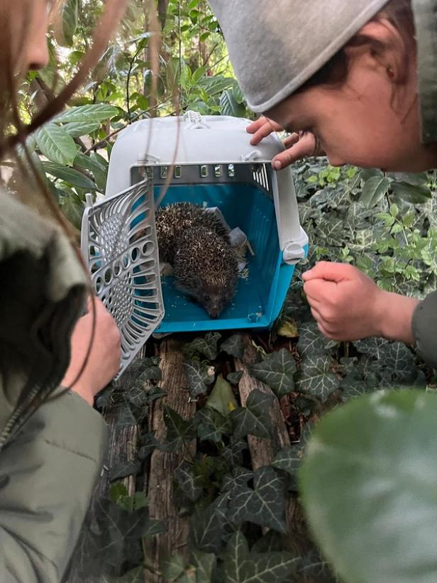 Ein Igel wird ausgewildert