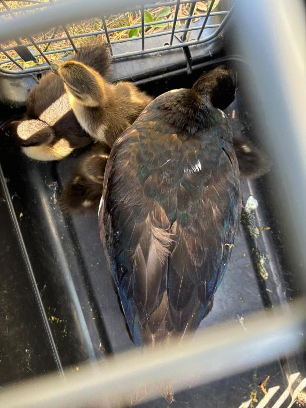 Enten in einer Transportbox