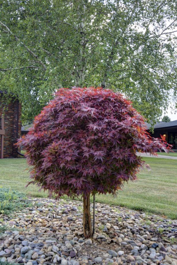 Nature: Tree, Japanese Red maple