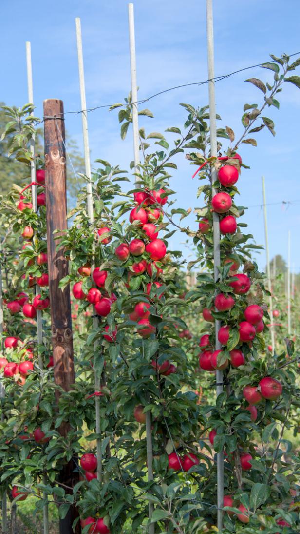 A large plantation of delicious apples, close up