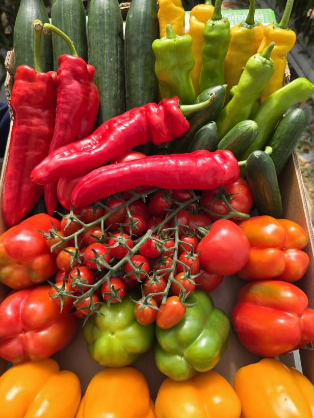Kiste mit buntem Gemüse: Paprika, Gurken und Tomaten in Rot, Grün und Gelb.