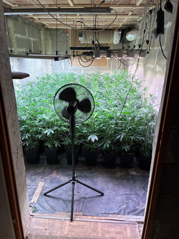 Cannabisplantage in Keller in NÖ entdeckt