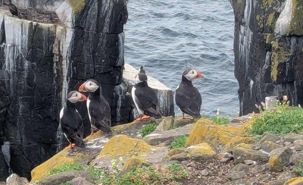 Vier Papageitaucher stehen auf felsiger Klippe am Meer.