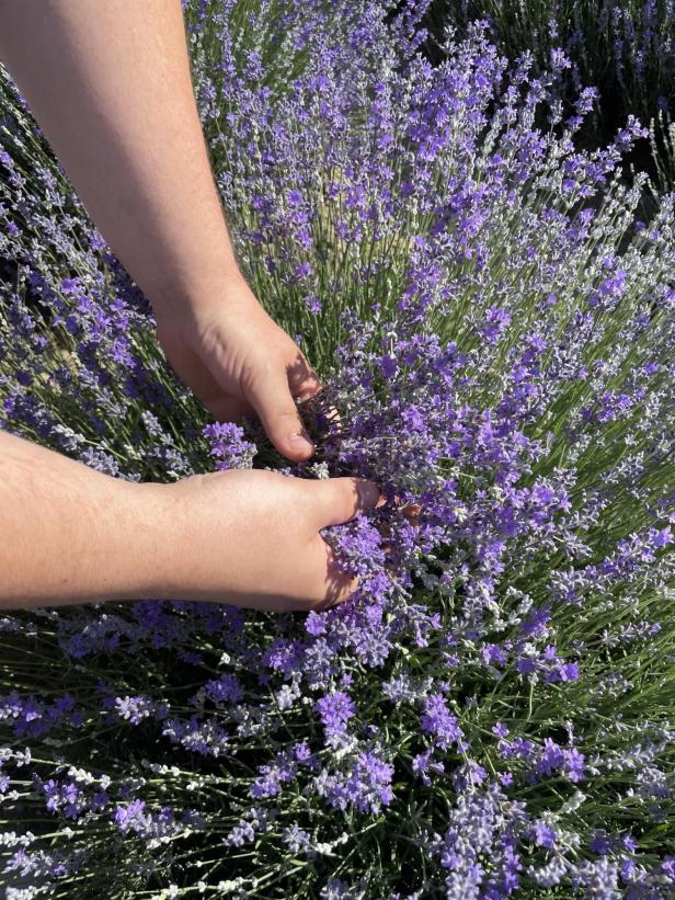 Lavendelbauer erntet Lavendel-Blüten