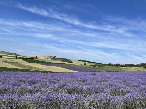 Blühende Lavendelfelder vor hügeligen, trockenen Ackerflächen unter blauem Himmel.