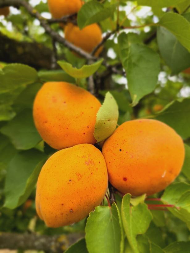 Reife, orangefarbene Marillen hängen an einem Baum zwischen grünen Blättern.